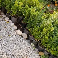 حدود ۲۰۰عدد شمشاد ۳ساله موجوده قیمت ۱۴|حراج|عباسآباد, |دیوار