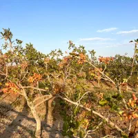 باغ پسته ۲ هکتار ۱۹ ساله|فروش زمین و ملک کلنگی|میان جلگه, |دیوار