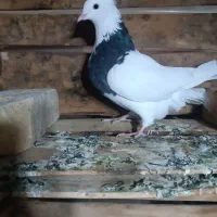 ی جفت کبوتر گرفتنی