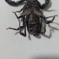 سم پاشی تضمینی تحت نظر دکتری حشره شناسی، مجوز رسمی|خدمات نظافت|کرمانشاه, |دیوار