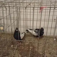 کفتر سینه سیاه|پرنده|مشهد, سجاد شهر|دیوار