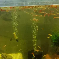 گوپی مولد و بچه ماهی|ماهی|پاکدشت, پاکدشت (مامازند)|دیوار