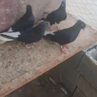 ۳ جفت سیاه دم سفید