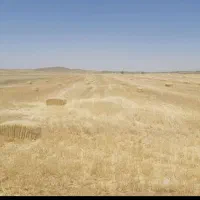 فروش کاه گندم ابی