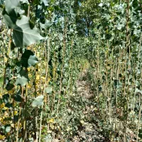 نهال یک ساله صنوبر نیگرا|گل و گیاه طبیعی|الشتر, |دیوار