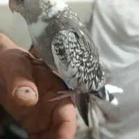 عروس هلندی خاص