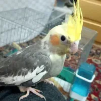 عروس هلندی|پرنده|یزد, |دیوار