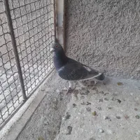 کبوتر|پرنده|ابهر, |دیوار