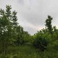 باغچه|فروش دفتر صنعتی، کشاورزی، تجاری|نوشین شهر, |دیوار