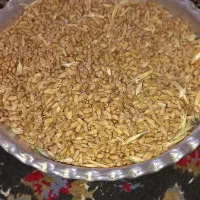 گندم برای فروش قیمت  ۵۵۰ تومن