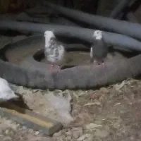 کبوتر|پرنده|تایباد, |دیوار