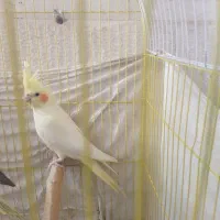 عروس هلندی|پرنده|محمدشهر, شهرک نگین|دیوار