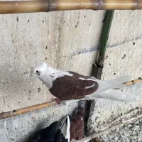 کفتر پشتار