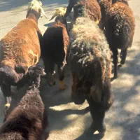 ۸تا میش بره فروشی