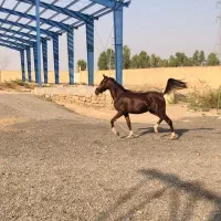 اسب  دوسر