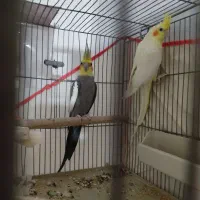 عروسی هلندی