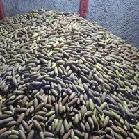 بلوط درجه یک کیلو ۱۴|خوردنی و آشامیدنی|باشت, |دیوار