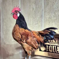 معاوضه مرغ و خروس زینتی با مرغ عشق انگلیسی گرید a