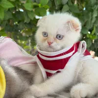 گربه اسکاتیش