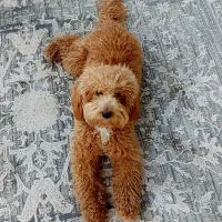 سگ پودل سایز متوسط