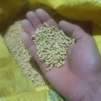 دان پلت مرغی