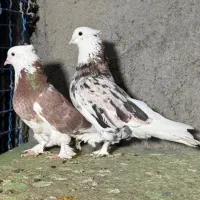 کفتر شازده سرور هما (بخونید بعد زنگ بزنید )