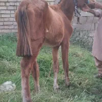 اسب کره