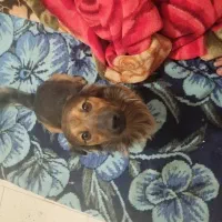 گمشده|حیوانات|ملارد, |دیوار