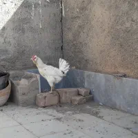مرغ گلین