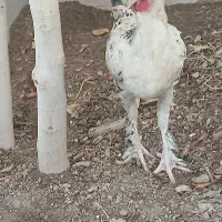 خروس