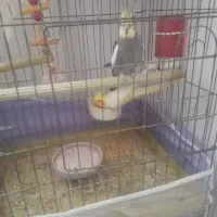دو جفت عروس هلندی با جوجه
