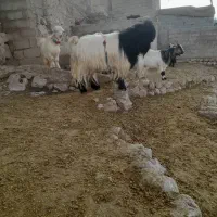 بهده روزگاری|حیوانات مزرعه|ایذه, |دیوار