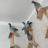 جوجه پلاکی|پرنده|اهواز, ۳۰ متری|دیوار