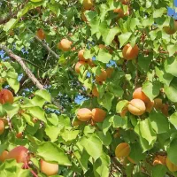 نهال نهالستان|خدمات باغبانی و درختکاری|نوشین شهر, |دیوار