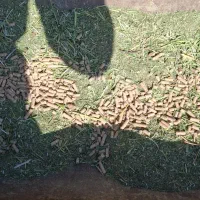 خوراک دام ویژه 15 کیسه|حیوانات مزرعه|پاسارگاد, |دیوار