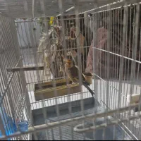 سهره قناری  ایوب رحمتی  پاک پاک