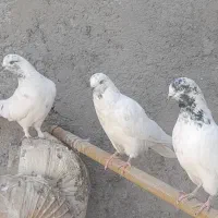 کبوتر پرشی آس|پرنده|محمدشهر, محمدشهر|دیوار