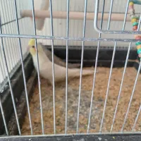 عروس هلندی سخن گو ۶ ماهه