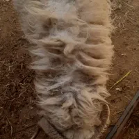 گوسفندنر|حیوانات مزرعه|سوسنگرد, |دیوار