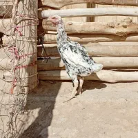 مرغ افغانی اصل|حیوانات مزرعه|سردرود, |دیوار