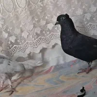 کبوتر رنگی|پرنده|حمیدیه, |دیوار