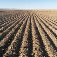 زمین واب اجاره و مشارکتی برای کشت زعفران