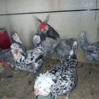 مرغ وخروس گلین طوسی