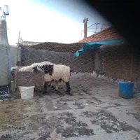 گوسفند