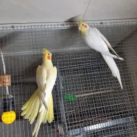 عروس هلندی لوتینو مولد