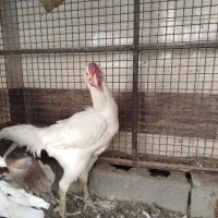 مرغ و خروس افغانی