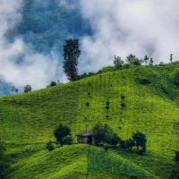 چایی چین فوری