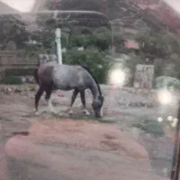 اسب نریان نیلی 4 ساله|اسب و تجهیزات اسبسواری|مرزنآباد, |دیوار