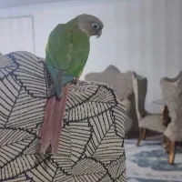 طوطی گرینجیک اهلی|پرنده|ارومیه, |دیوار