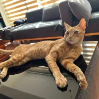 واگذاری رایگان گربه DSH در بندرعباس|گربه|بندرعباس, |دیوار